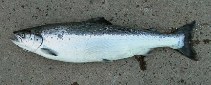 Image of Salmo salar (Atlantic salmon)