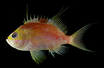 Image of Sacura sanguinea (Andaman deepwater Anthias)