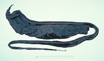 To FishBase images (<i>Saccopharynx schmidti</i>, Australia, by Graham, K.)