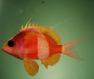 To FishBase images (<i>Sacura speciosa</i>, Indonesia, by Randall, J.E.)