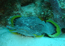Image of Sanopus splendidus (Coral toadfish)