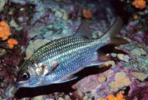 To FishBase images (<i>Sargocentron suborbitalis</i>, Mexico, by Allen, G.R.)