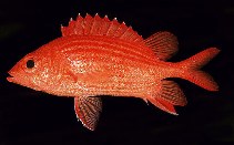 Image of Sargocentron tiereoides (Pink squirrelfish)