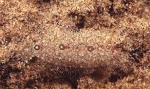 Image of Samariscus triocellatus (Three-spot righteye flounder)