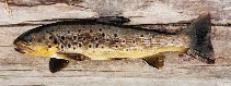 Image of Salmo trutta (Sea trout)