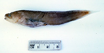 To FishBase images (<i>Saccogaster tuberculata</i>, Australia, by Graham, K.)
