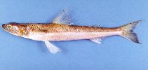 To FishBase images (<i>Saurida undosquamis</i>, Oman, by Hermosa, Jr., G.V.)