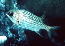 To FishBase images (<i>Sargocentron vexillarium</i>, Guadeloupe, by Randall, J.E.)