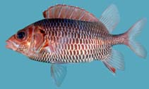 To FishBase images (<i>Sargocentron violaceum</i>, Chagos Is., by Winterbottom, R.)