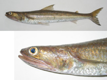 To FishBase images (<i>Saurida wanieso</i>, Philippines, by Reyes, R.B.)