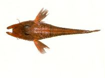 To FishBase images (<i>Satyrichthys welchi</i>, by CSIRO)