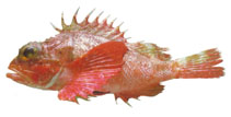 To FishBase images (<i>Scorpaena agassizii</i>, by JAMARC)