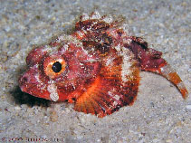 To FishBase images (<i>Scorpaena albifimbria</i>, Neth Antilles, by Muller, E.)