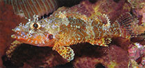 Image of Scorpaenodes albaiensis (Longfingered scorpionfish)