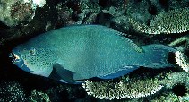 Image of Scarus altipinnis (Filament-finned parrotfish)