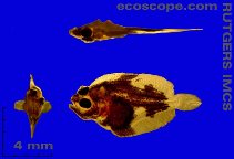 To FishBase images (<i>Scophthalmus aquosus</i>, USA, by Kils, U.)