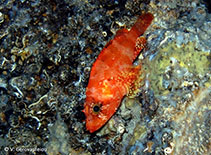 Image of Scorpaenodes arenai (Messina rockfish)