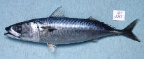 To FishBase images (<i>Scomber australasicus</i>, by Gloerfelt-Tarp, T.)
