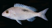 To FishBase images (<i>Scolopsis bimaculatus</i>, Bahrain, by Randall, J.E.)