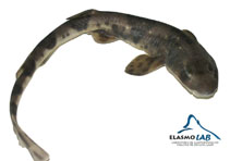 To FishBase images (<i>Schroederichthys bivius</i>, Chile, by Elasmolab Universidad Austral de Chile)