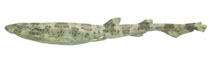 To FishBase images (<i>Scyliorhinus boa</i>, by JAMARC)