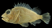 To FishBase images (<i>Scorpaena brevispina</i>, Japan, by Motomura, H.)