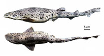 To FishBase images (<i>Scyliorhinus cabofriensis</i>, Brazil, by Gomes, U.L.)