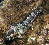To FishBase images (<i>Scartella caboverdiana</i>, Cape Verde, by Wirtz, P.)
