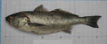 To FishBase images (<i>Sciaena callaensis</i>, Peru, by Villalba, D.O.)