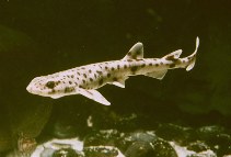 To FishBase images (<i>Scyliorhinus canicula</i>, by Aquarium Kiel)