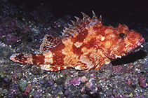 To FishBase images (<i>Scorpaena canariensis</i>, Madeira Is., by Wirtz, P.)