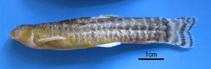 Image of Oxynoemacheilus ceyhanensis (Elbistan loach)