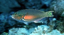To FishBase images (<i>Scarus chameleon</i>, Palau, by Randall, J.E.)