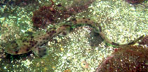 Image of Schroederichthys chilensis (Redspotted catshark)