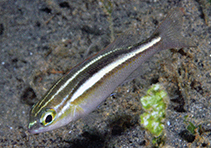 Image of Scolopsis ciliata (Saw-jawed monocle bream)