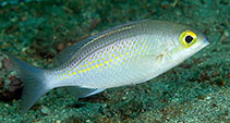 To FishBase images (<i>Scolopsis ciliata</i>, Indonesia, by Greenfield, J.)