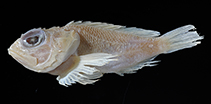 To FishBase images (<i>Scorpaena cocosensis</i>, Costa Rica, by Motomura, H.)