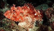 Image of Scorpaena cardinalis (Eastern red scorpionfish)