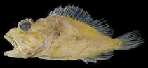 To FishBase images (<i>Scorpaenopsis crenulata</i>, Wallis Futuna, by Motomura, H.)