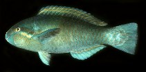 To FishBase images (<i>Scarus dimidiatus</i>, Palau, by Randall, J.E.)