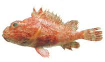 To FishBase images (<i>Scorpaena dispar</i>, by JAMARC)