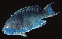 To FishBase images (<i>Scarus falcipinnis</i>, Mauritius, by Randall, J.E.)