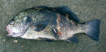 To FishBase images (<i>Sciaena fasciata</i>, Chile, by Cáceres, R.)