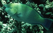 Image of Scarus ferrugineus (Rusty parrotfish)