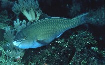 To FishBase images (<i>Scarus festivus</i>, Palau, by Randall, J.E.)