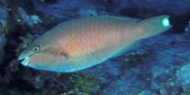 To FishBase images (<i>Scarus fuscocaudalis</i>, Guam, by Randall, J.E.)