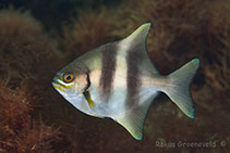 To FishBase images (<i>Scorpis georgiana</i>, Australia, by Groeneveld, R.)