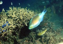 Image of Scarus hypselopterus (Yellow-tail parrotfish)