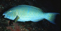 To FishBase images (<i>Scarus ghobban</i>, Maldives, by Randall, J.E.)