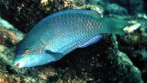 Image of Scarus globiceps (Globehead parrotfish)